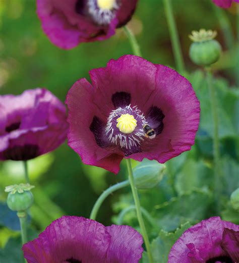 where to buy papaver somniferum